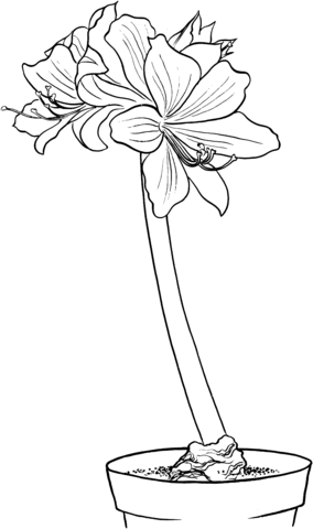 Hippeastrum Amaryllis Coloring Page